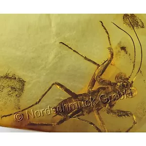 Bernstein Inkluse Inklusen Einschluss Insekt Gottesanbeterin Mantodea IN263 - Bild 1 von 7