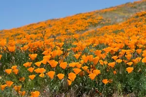 1000 + Samen Kalifornische Mohn Eschscholzia californica Blumenwiese Bienenweide - Bild 1 von 5