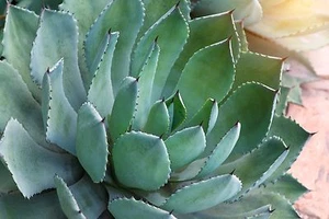SAMEN die schöne Silberblatt-Agave sieht aus wie ein schöner Kaktus ! - Bild 1 von 1