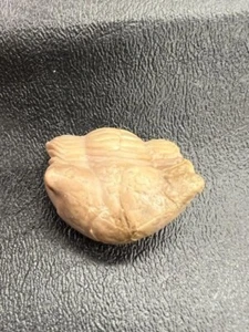 GEOLOGICAL ENTERPRISES Ordovician Fossil Trilobite Thaleops mobidicki RARE - Picture 1 of 5