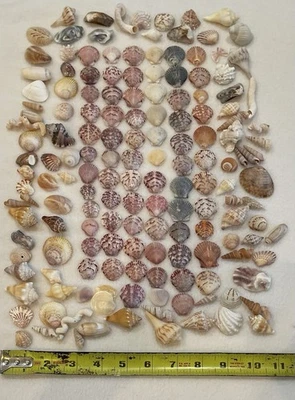 160 MIX LOT SEA SHELLS FLORIDA TINY - SMALL , SCALLOPS & MORE CRAFT COLLECT - Image 1 of 2