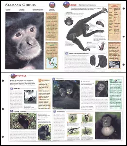 Klappbogen - Siamang Gibbon - 174 - Bild 1 von 1