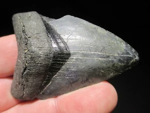 2-15/16 MEGALODON SHARK TOOTH Fossil Fish Teeth GULF of MEXICO - VENICE FLORIDA - Picture 1 of 7