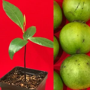 Black Sapote Diospyros Nigra Chocolate Pudding Starter Plant Tropical Fruit Tree - Picture 1 of 6