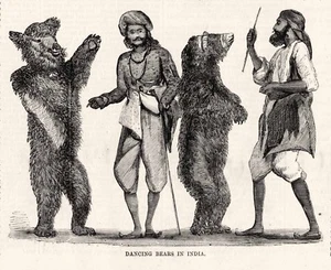 Osos Danzantes de la India - Crueldad Animal Explotación de Osos Estampado 1859 - Imagen 1 de 1