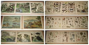 Schubert c1880 Antique Folio Print x17 reptiles, insects, jellyfish, butterflies - Picture 1 of 22