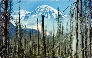 Mt. Rainier Washington Postcard By Max R. Jensen C5698 Unposted - Picture 1 of 2