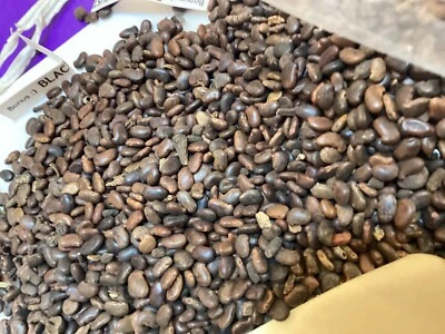 200+ Black Locust Tree Seeds, (Robinia Pseudoacacia) - Image 1 of 4