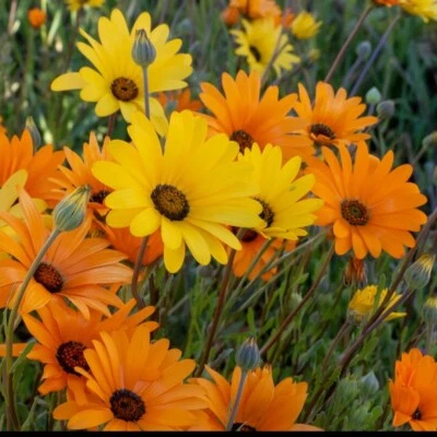 Daisy Seeds, African Daisy Stick, Daisy Seeds to plant in your home garden. - Image 1 of 3