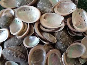 10 X SEA SHELLS 3 - 5 CM ABALONE MOTHER OF PEARL ORMER Iridescent Shell Craft - Picture 1 of 6