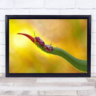 Nature Insect ladybugs Alladin leaf Wall Art Print
