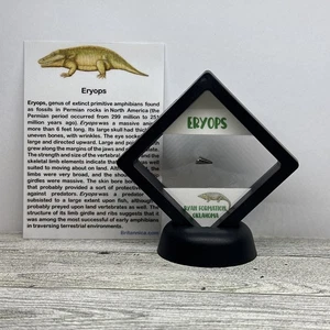 Eryops Zahn Fossil über 250 Millionen Jahre alt Pre Dinosaurier in Vitrine - Bild 1 von 8