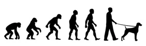 Weimaraner Dog Walker 'Evolution' car sticker, vinyl decal - Picture 1 of 3