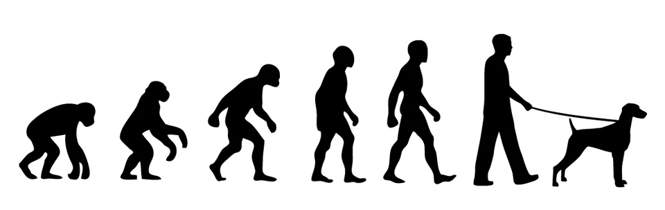 Weimaraner Dog Walker 'Evolution' car sticker, vinyl decal - Image 1 of 1