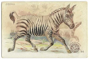 Zebra Arm & Hammer Interesting Animals Card Church & Co #44 c1898 - Picture 1 of 2