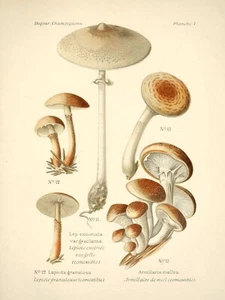 14002.Decor Poster.Room interior wall design.Mushroom types.Kitchen Chef art - Picture 1 of 1
