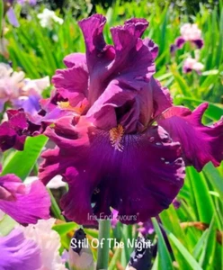 TALL BEARDED IRIS " STILL OF THE NIGHT " 1 x POT GROWN ROOTED RHIZOME - Picture 1 of 2