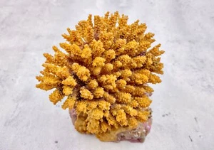 Yellow FAUX Table Coral (1 Fake Coral approx. 3Dx4Tx4W inches) - Picture 1 of 10
