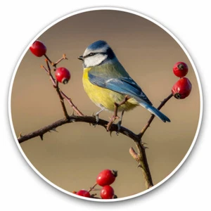 2 x Vinyl Aufkleber 25 cm - Blaumeise kleiner Gartenvogel cooles Geschenk #3118 - Bild 1 von 9