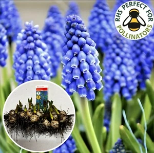 50 Muscari Bulbs ( IN THE GREEN ) Grape Hyacinth Quality Spring Flowering bulbs - Picture 1 of 13