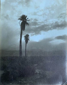 Classic Blue Tint Stephen H. Willard Photograph Palm Springs, No. 275 / 8 X 10 - Picture 1 of 2