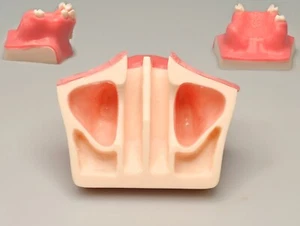 Venta al por mayor 10 PIEZAS Modelo de levantamiento de senos maxilares dentales modelo de dientes de práctica tipodonte - Imagen 1 de 11