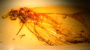 Brown Lacewing Neuropteran in Baltic Amber Fossil Gemstone - Picture 1 of 13