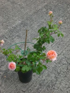 Pflanzenstützringe 6 Stck., 30 cm, Staudenring, Pflanzenhilfe, Pflanzenring,  - Bild 1 von 3