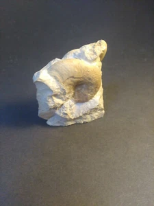 Glochiceras Ammonit sp. Malm Gamma 1 Zona Platynota Inferior Fósil Pequeño Nivel - Imagen 1 de 4