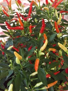 Thai Chili - Prik Kee Noo - Mäusekot - 10+ Samen - KLEIN und ERTRAGREICH! Ch 064 - Bild 1 von 1