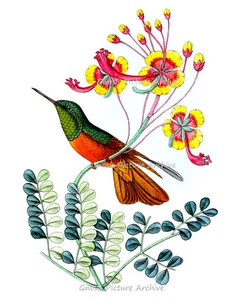 Colibrí Estampado No.9 Sin Enmarcar Botánico Pared Pájaros Decoración para Dormitorio - Imagen 1 de 5