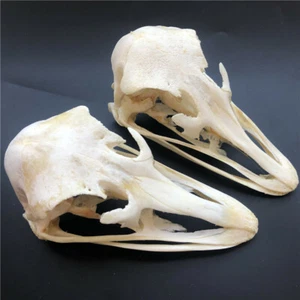 2 PCS Real Ostrich Skull collectable Animal Taxidermy educational specimens - Picture 1 of 4