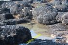 Photo 6x4 Exposed rocks at Goat Ledge Hastings/TQ8110 Shell covered rock c2012