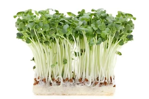 Rettich Samen Bio Keimsaat “Daikon” für Sprossen  Microgreens Vegan Rohkost - Bild 1 von 2