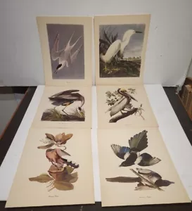 Vintage 1950's Audubon Birds Of America Prints 6. Artist Roger Troy Peterson. NR - Picture 1 of 12