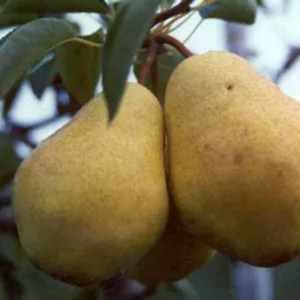 Williams Christ beliebte Herbstbirne Birnenbaum Buschbaum Halbstamm Hochstamm - Bild 1 von 12