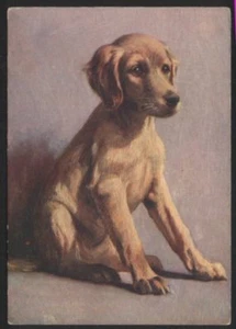 Saluki tobacco cigarette card postcard dogs 1930's #041a - Imagen 1 de 1