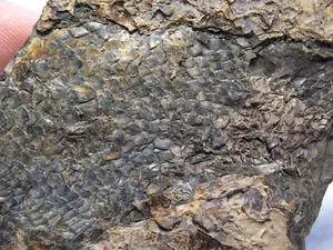 Permfisch Aeduella blainvillei Teilfossil Exemplar KÖRPER Abschnitt #B1 - Bild 1 von 4