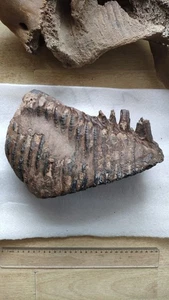 4060g Muestra de Diente de Mamífero Edad de Hielo Pleistoceno - Imagen 1 de 20