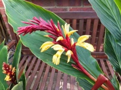 Cautleya Spicata 10 Seeds, Hardy Himalayan Ginger, Chinese Butterfly Ornamental - Image 1 of 4