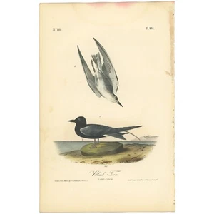 Audubon Birds Octavo 1ª Edición 1840 h/c Litografía Pl 438 Charrán Negro - Imagen 1 de 2