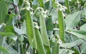 PEA SEED, LINCOLN PEAS, HEIRLOOM, NON GMO, 20+ SEEDS, PERFECT PEAS - Picture 1 of 1