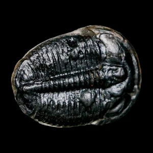 1.2" Elrathia Kingi Trilobite Fossil Utah Cambrian Age 521 Million Years Old COA - Picture 1 of 7