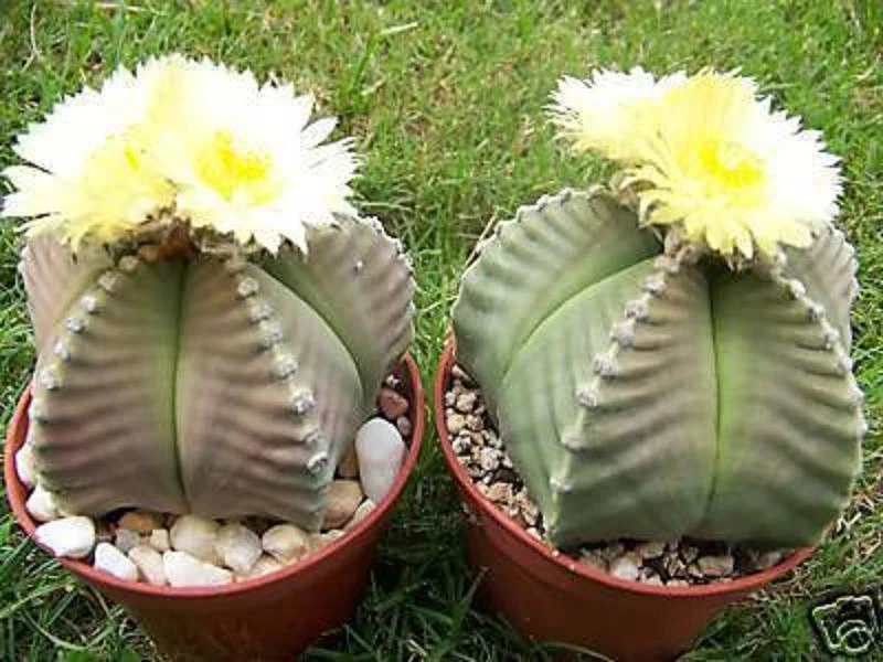 Astrophytum myriostigma KIKO nudum raro Japón híbrido cactus planta cactus 50 SEMILLAS Foto 1 de 1