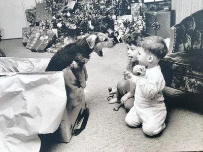 "May Holiday Be Full of Wonderful Surprises” CHRISTMAS CARD Dog in Box CRANE - Image 1 of 2