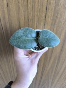 Hoya Calycina - Imagen 1 de 4