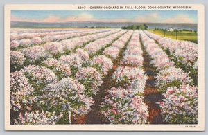 Postkarte Kirschgarten in voller Blüte Door County Wisconsin - Bild 1 von 2