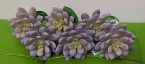 Artificial Lavender Succulents Echeveria (6) Picks Spring  - Picture 1 of 5