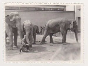 ELEPHANTS in ZOO with Man Snapshot 1950s Old Photo - Imagen 1 de 8