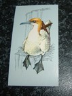 Tetley Tea - British Birds Card No37 - Gannet